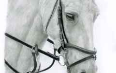 Grey horse drawing